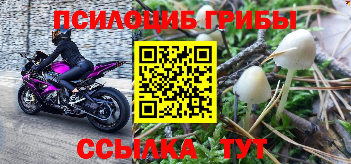 Качканар  Псилоцибиновые грибы Psilocybe  Вход с VPN 